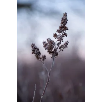 Natural Dry Indigo Leaves
